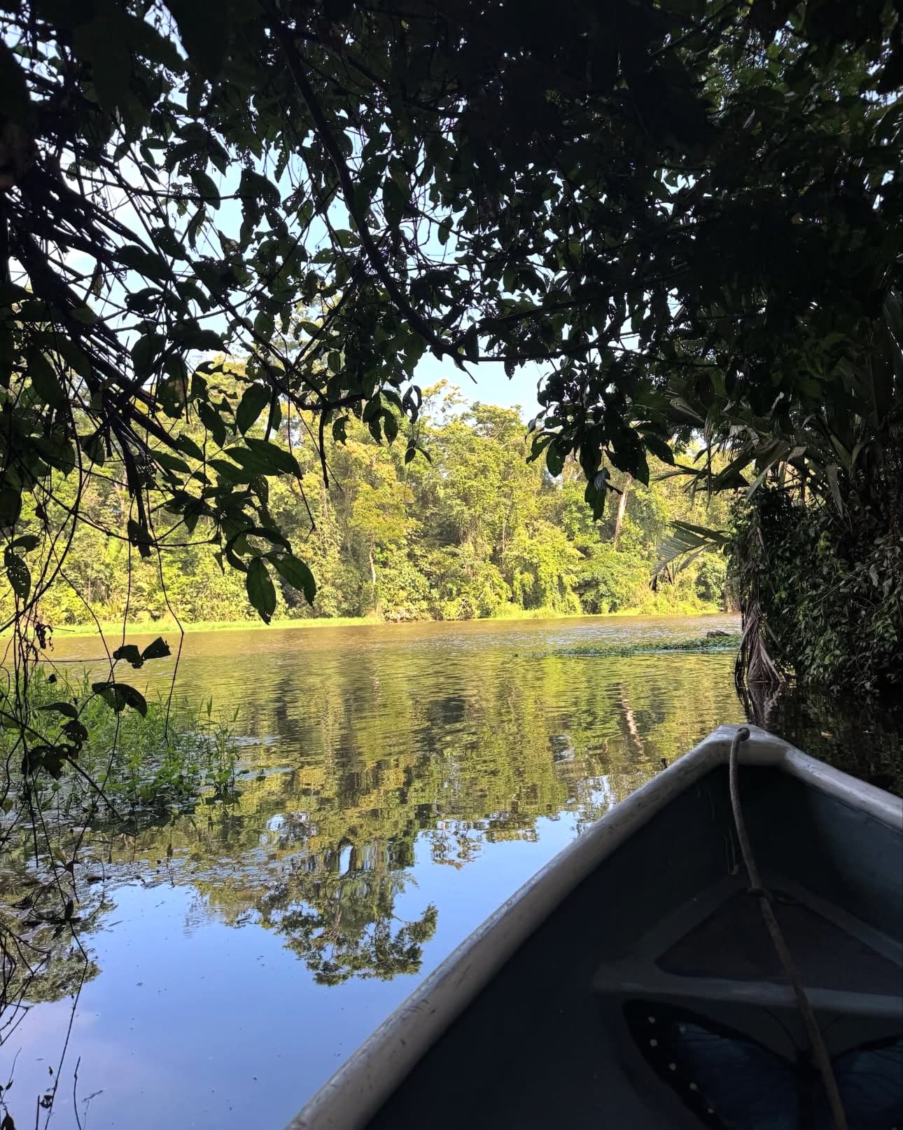 Sea turtles nesting at night on Tortuguero beach, Costa Rica
