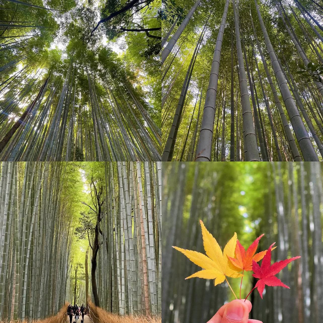 Arashiyama Bamboo Grove — towering bamboo forest path