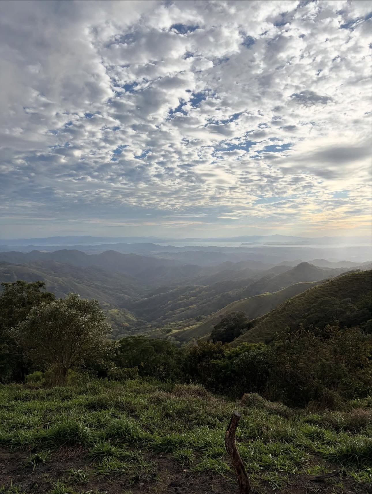 Orchids blooming in Monteverde Cloud Forest Reserve
