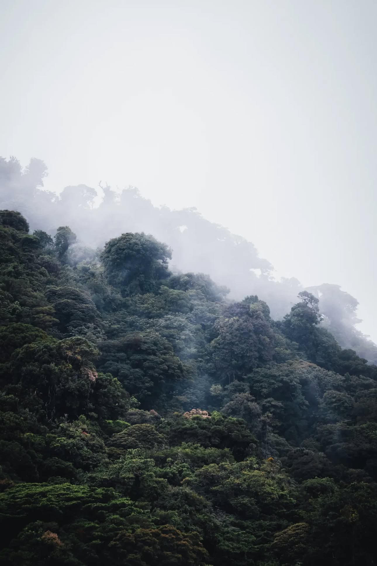 Green sea turtle on the beach at dawn, Tortuguero National Park
