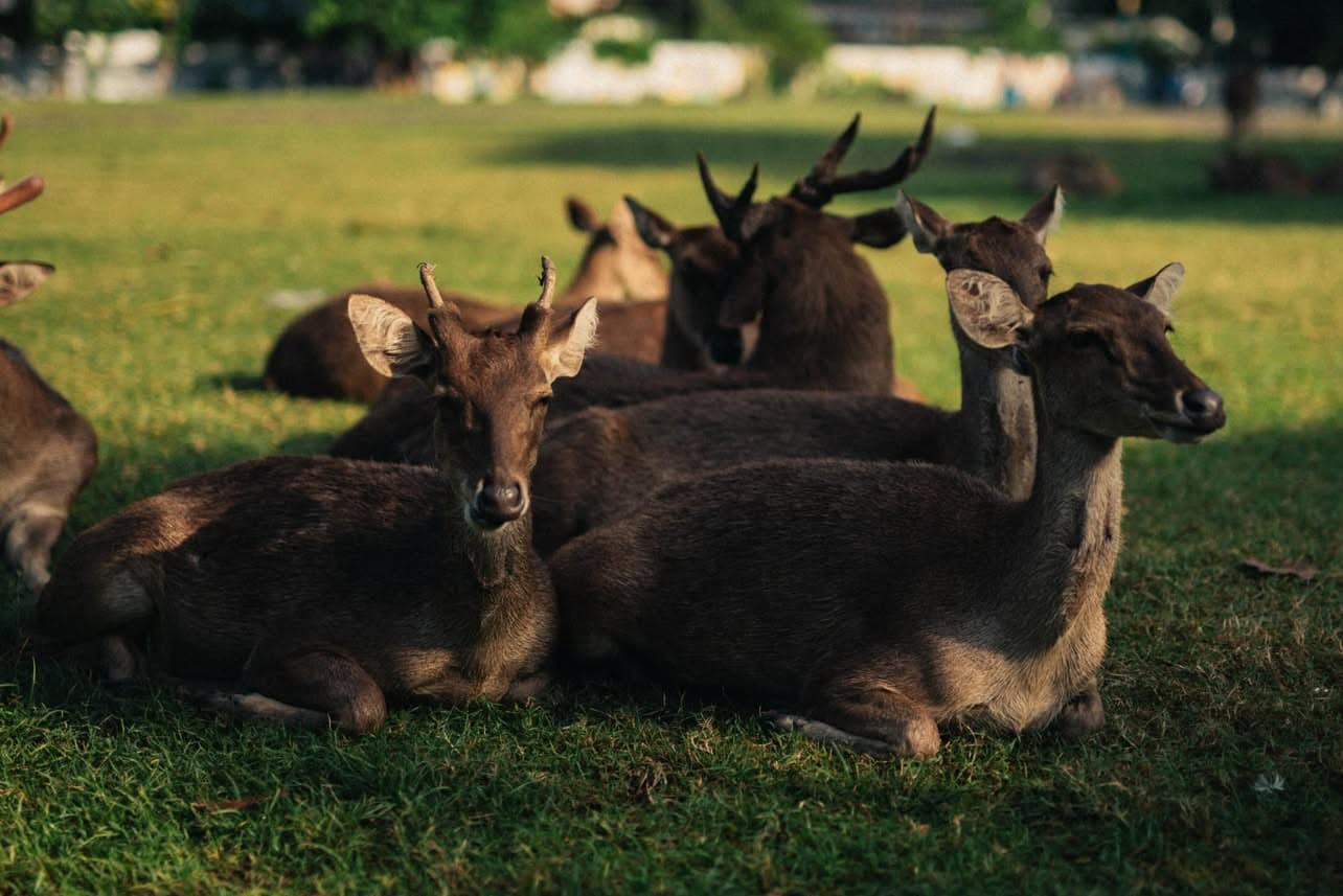 Nara Park — friendly deer roaming free
